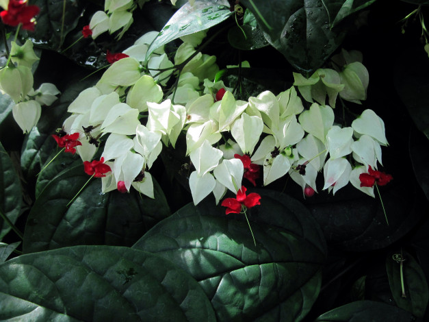 Обои картинки фото цветы, клеродендрумы, экзотика