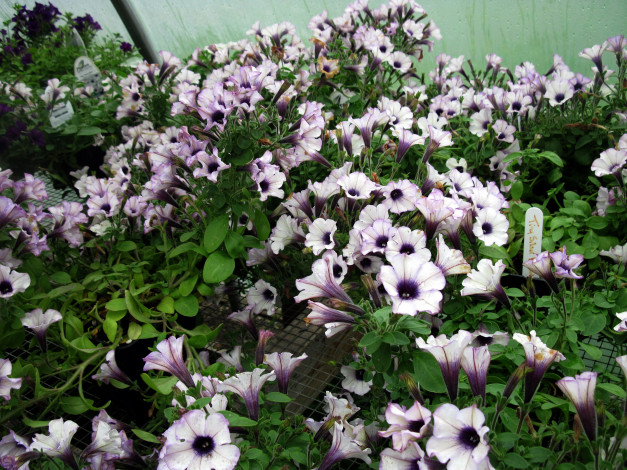 Обои картинки фото цветы, петунии,  калибрахоа, много