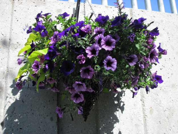 Обои картинки фото цветы, петунии,  калибрахоа, сурфиния