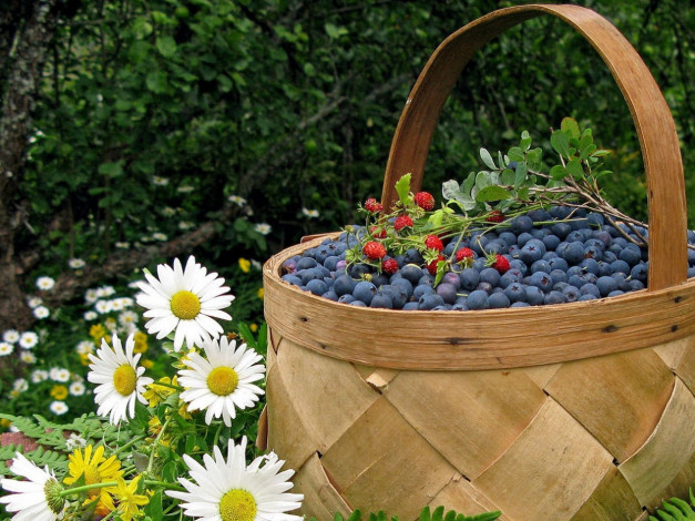 Обои картинки фото еда, голубика,  черника, корзина, ромашки