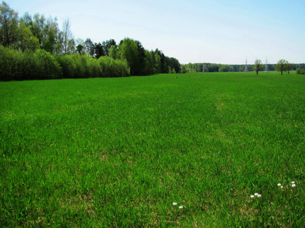 Обои картинки фото природа, луга, трава, лето