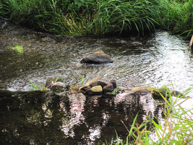 Обои картинки фото природа, реки, озера, камни, вода, трава