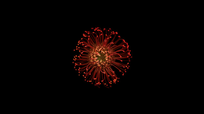 Обои картинки фото цветы, фон, цветок