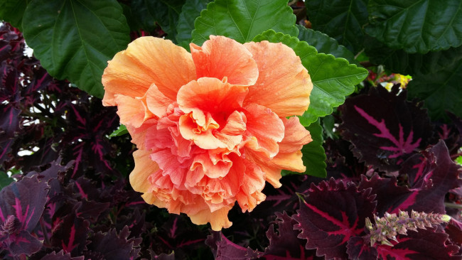 Обои картинки фото цветы, гибискусы, персиковый