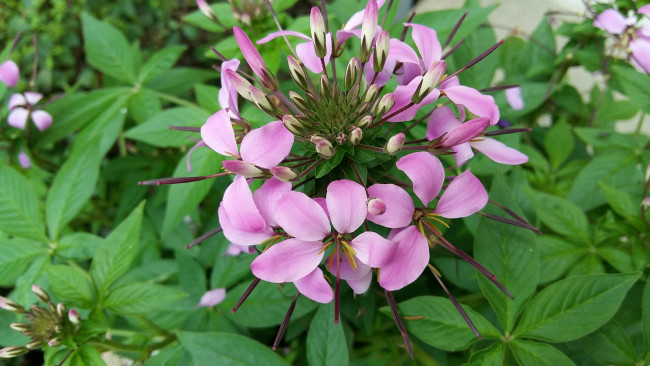 Обои картинки фото цветы, лепестки, фон