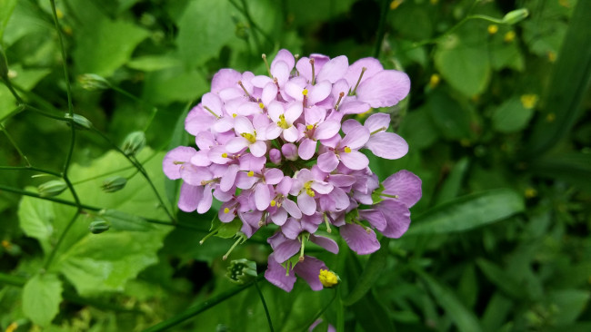 Обои картинки фото цветы, луговые , полевые,  цветы, лепестки, фон