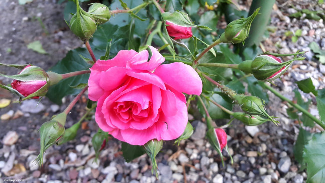 Обои картинки фото цветы, розы, много, бутоны, розовый