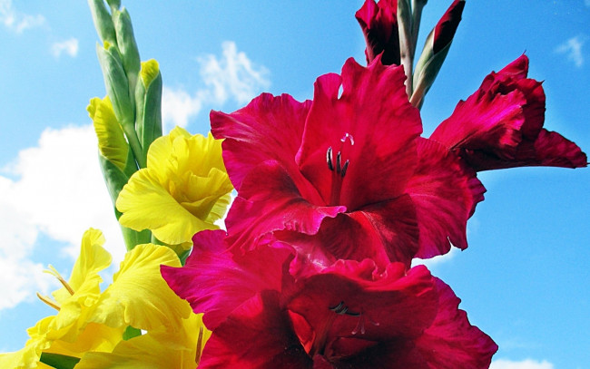 Обои картинки фото цветы, гладиолусы, желтый, красный