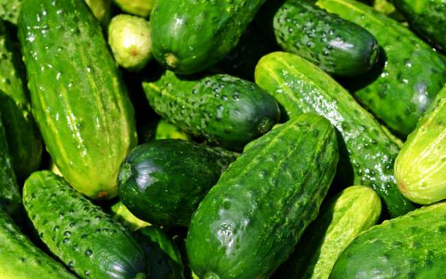 Обои картинки фото еда, огурцы, пупырышки, урожай