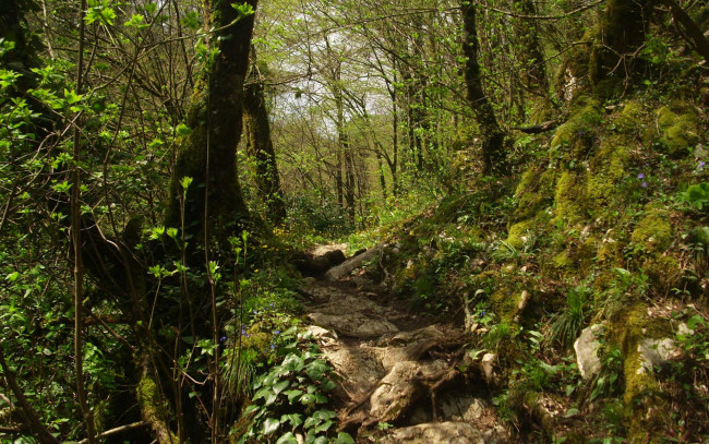 Обои картинки фото природа, лес, корни, трава, мох, тропа, деревья, подлесок