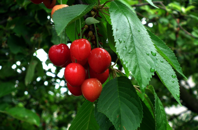 Обои картинки фото природа, Ягоды, черешня