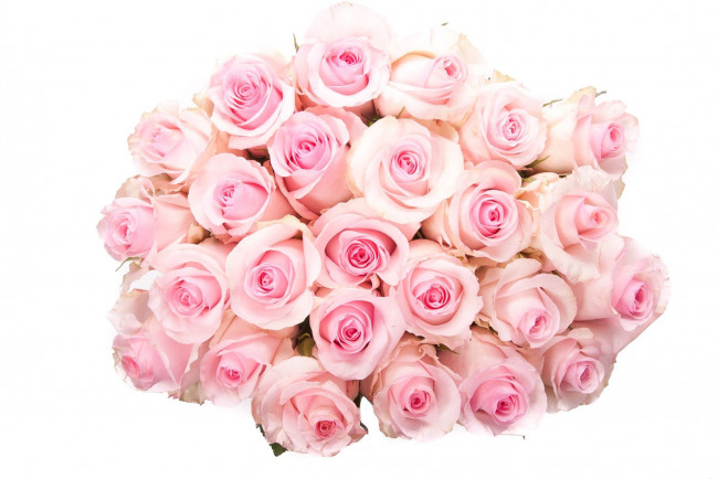 Обои картинки фото цветы, розы, много