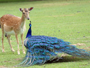 Картинка животные разные+вместе павлин олень птица животное