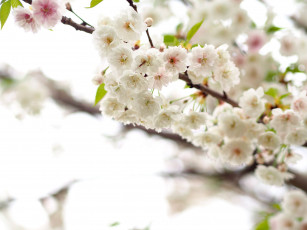 Картинка цветы цветущие+деревья+ +кустарники ветка листья яблони branch leaves flowers apple