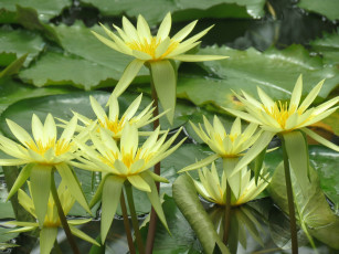 Картинка цветы лотосы лотос цветение лепестки