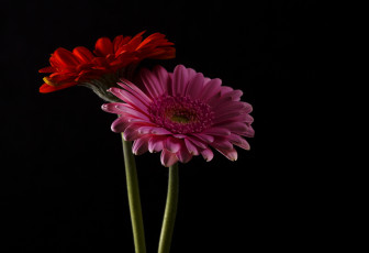 Картинка цветы герберы цветки гербера цветение яркость лепестки