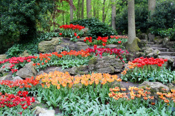 Картинка цветы тюльпаны цветок