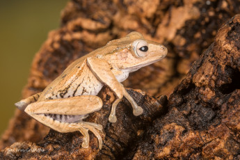 Картинка животные лягушки лягушка