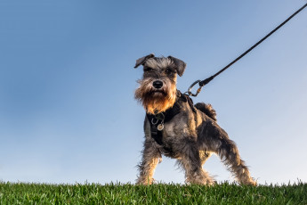 Картинка животные собаки поводок