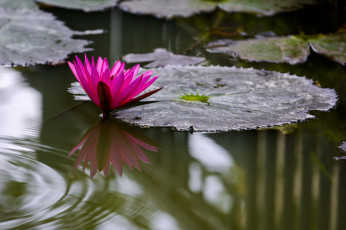 Картинка цветы лилии+водяные +нимфеи +кувшинки лотос цветение лепестки