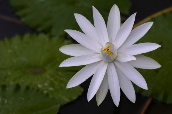 Картинка цветы лотосы лотос лепестки цветок цветение