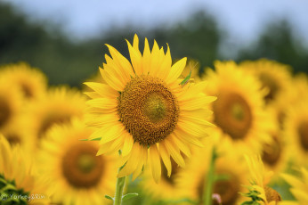 Картинка цветы подсолнухи подсолнух цветок лепестки листья лето цветение