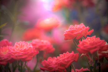 Картинка цветы розы роза бутон лепестки листья цветение rose bud petals leaves blossoms