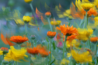 Картинка разное компьютерный+дизайн фон цветы компьютерный дизайн