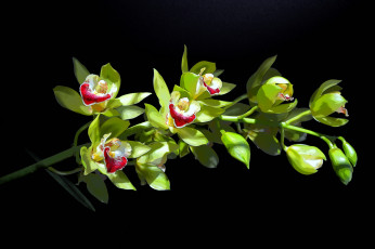 Картинка разное компьютерный+дизайн фон орхидея компьютерный дизайн