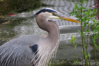 Картинка животные цапли +выпи цапля