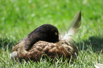 Картинка животные гуси гусь