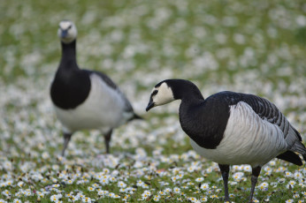 Картинка животные гуси гусь перья окрас животное