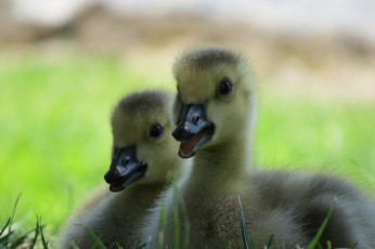 Картинка животные гуси гусята