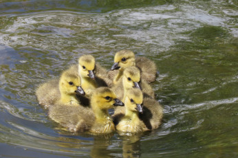 Картинка животные гуси гусята