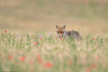 обоя животные, лисы, лиса, окрас, шкура, опасна, животное