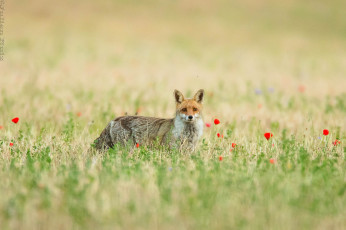 Картинка животные лисы шкура окрас лиса животное опасна