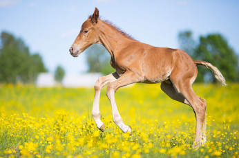 обоя животные, лошади, лошадь, окрас, грива, хвост