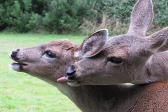 Картинка животные олени