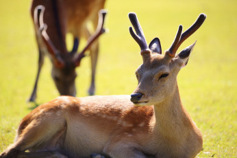 Картинка животные олени олень рога шкура больной