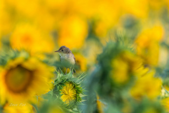Картинка животные птицы птица окрас перья