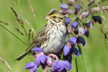 Картинка животные птицы птичка