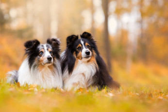 Картинка животные собаки собака окрас шерсть порода животное