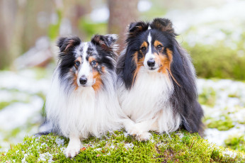 обоя животные, собаки, собака, окрас, шерсть, порода, животное