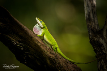 Картинка животные Ящерицы +игуаны +вараны камень окрас ящерица