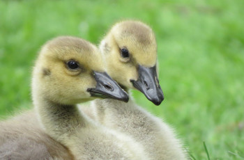 Картинка животные гуси гусята