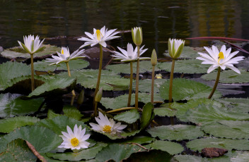Картинка цветы лотосы лотос цветение лепестки