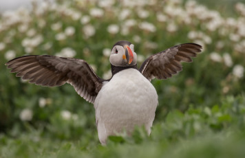 Картинка животные тупики тупик окрас перья птица