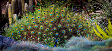 Картинка животные павлины окрас яркость павлин перышки