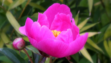 Картинка цветы пионы пион бутон лепестки листья цветение