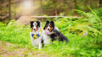 Картинка животные собаки собака окрас шерсть порода животное